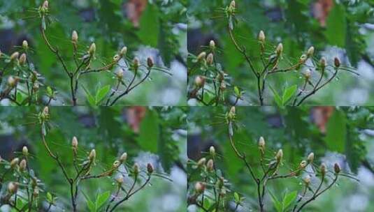 夏季下雨天山林植物树叶水珠特写高清在线视频素材下载