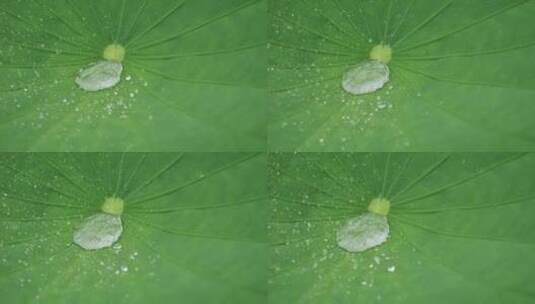 荷叶水滴 雨打荷叶高清在线视频素材下载