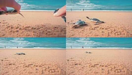 一个人把两只小海龟放在沙滩上，看着它们爬高清在线视频素材下载