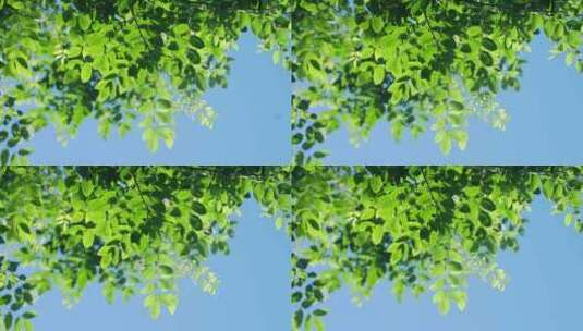 夏天阳光下的绿叶清新空镜高清在线视频素材下载