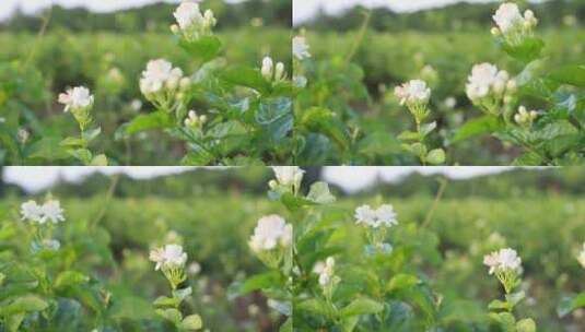 唯美茉莉花与茉莉花茶制作福州茉莉花种植园高清在线视频素材下载