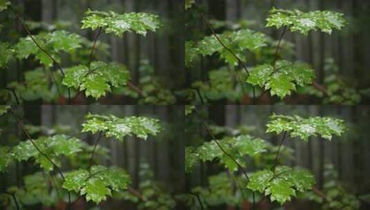 雨中的植物高清在线视频素材下载