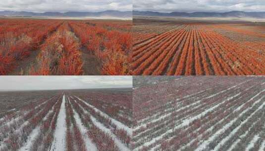 新疆万亩沙棘红色植物自然风光远景高清在线视频素材下载