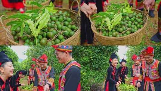 澳洲坚果 夏威夷果高清在线视频素材下载
