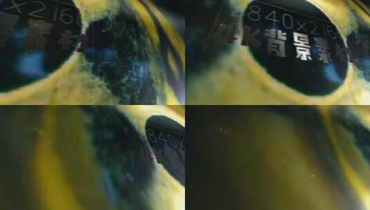 4K静帧背景 动物眼睛 金黄瞳孔 纹理 大图高清AE视频素材下载