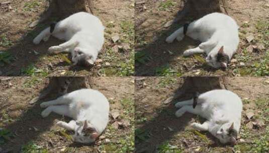 春天怀孕的流浪母猫地上打滚高清在线视频素材下载
