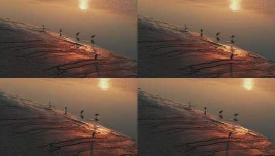 杭州钱塘江滩涂湿地候鸟白鹭夕阳高清在线视频素材下载