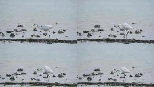 8大白鹭捕食高清在线视频素材下载