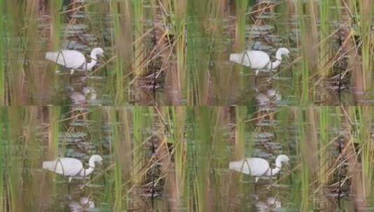 白鹭 大白鹭 湿地 湿地公园高清在线视频素材下载