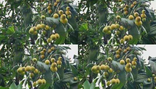 乡村振兴特色产业新鲜水果枇杷高清在线视频素材下载