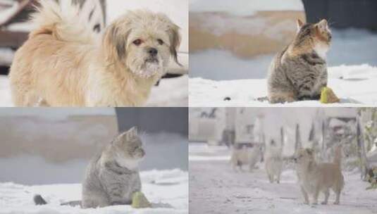 下雪冬天流浪猫流浪狗LOG高清在线视频素材下载