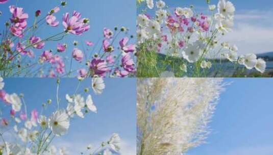 富士山下花朵高清在线视频素材下载
