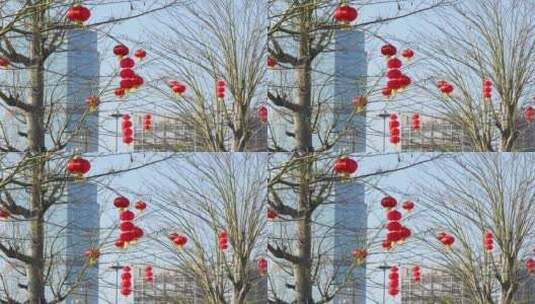春节树上悬挂灯笼实拍高清在线视频素材下载