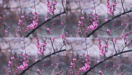 雪中梅花 雨中腊梅花 红色腊梅 0991高清在线视频素材下载