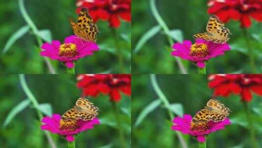 站在花朵上煽动翅膀的蝴蝶高清在线视频素材下载