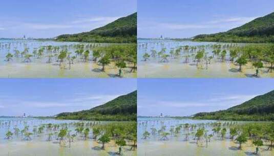 中国海南三亚红树林湿地保护区高清在线视频素材下载
