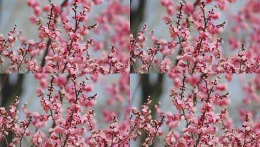 春天梅花鲜花盛开勃勃生机画面高清在线视频素材下载