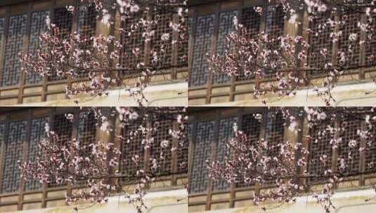 春天园林古风窗户下的杏花树高清在线视频素材下载