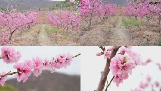 桃花 桃花林 桃花树 桃花源高清在线视频素材下载