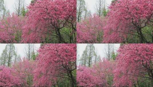 春天唯美盛开梦幻菊花桃特写高清在线视频素材下载