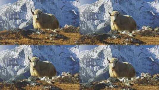 西藏雪山牦牛视频素材高清在线视频素材下载