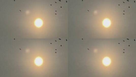 阳光下飞翔的鸽子天空中飞鸟太阳下一群鸟儿高清在线视频素材下载