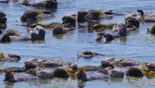 漂浮在海水中的海獭高清在线视频素材下载