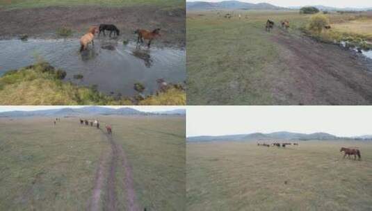 乌兰布统草原航拍奔跑的马群高清在线视频素材下载