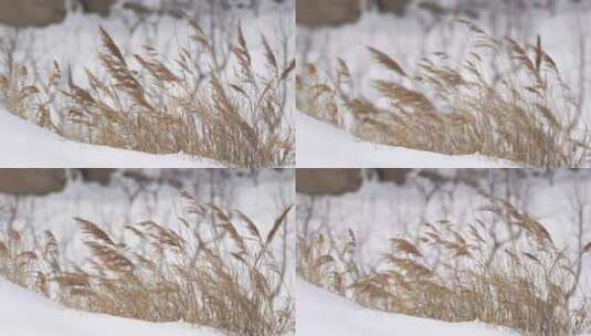 雪地里的芦苇高清在线视频素材下载