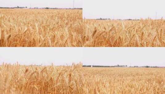 小麦 收获高清在线视频素材下载
