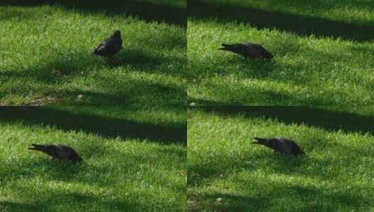 一只鸟在草地上觅食高清在线视频素材下载