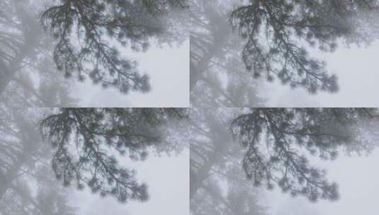大雾中的松树高清在线视频素材下载
