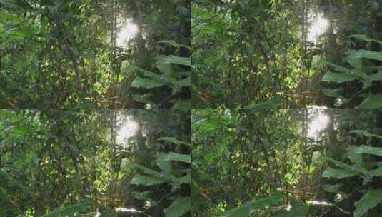 丛林雨林中慢镜头拍摄高清在线视频素材下载
