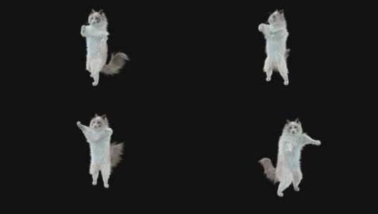 黑色背景前跳舞的猫动画高清在线视频素材下载
