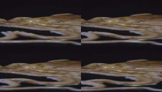 4K竖屏移动拍摄一只新鲜的章鱼高清在线视频素材下载