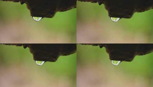 水滴滴落特写高清在线视频素材下载