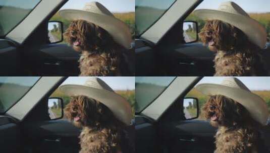 一只戴着牛仔帽的狗坐在司机旁边高清在线视频素材下载