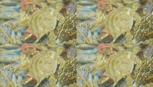 市场里的鲜活梭子蟹兰花蟹高清在线视频素材下载