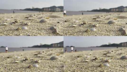 海边沙滩贝壳视频素材高清在线视频素材下载