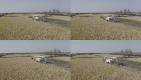航拍联合收割机机械化收割稻谷近景特写高清在线视频素材下载
