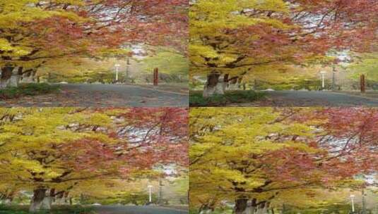升格实拍北京秋天公园里多彩的树林竖屏高清在线视频素材下载