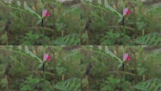 花朵与蚂蚁高清在线视频素材下载