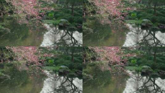 37 杭州 古风 风景 树枝 湖面 梅花高清在线视频素材下载