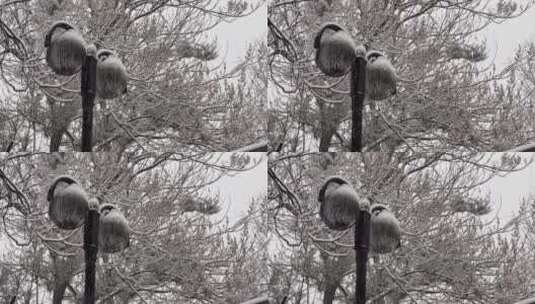 【镜头合集】鹅毛大雪雪景树枝上的积雪高清在线视频素材下载