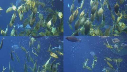 深海海龟乌龟水龟海底高清在线视频素材下载