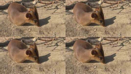 济南欧乐堡动物世界，春游动物园高清在线视频素材下载