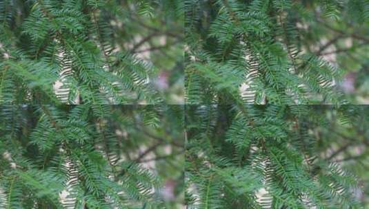 野外绿植枝叶特写空镜头高清在线视频素材下载