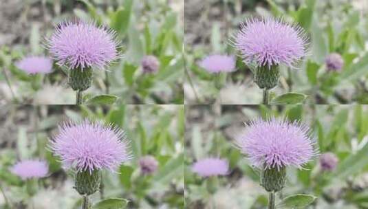 紫色野生植物花卉高清在线视频素材下载