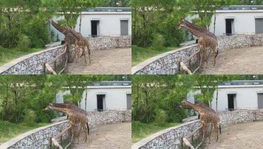 长颈鹿在动物园吃树叶高清在线视频素材下载