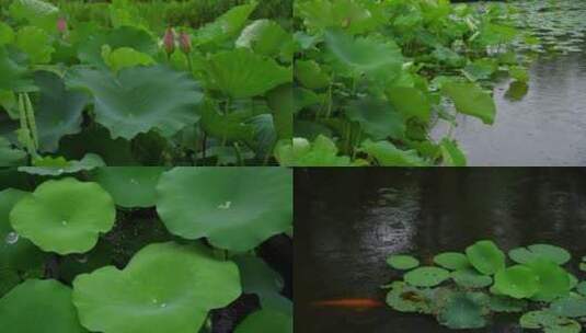 夏天雨天荷花荷叶水珠雨滴雨景高清在线视频素材下载